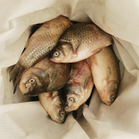 [소양강민물고기] 자연산 민물고기 붕어즙, 잉어즙 20kg