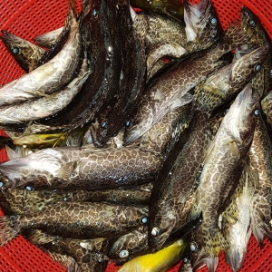 [소양강민물고기] 자연산 민물고기 쏘가리 1kg (내장제거)