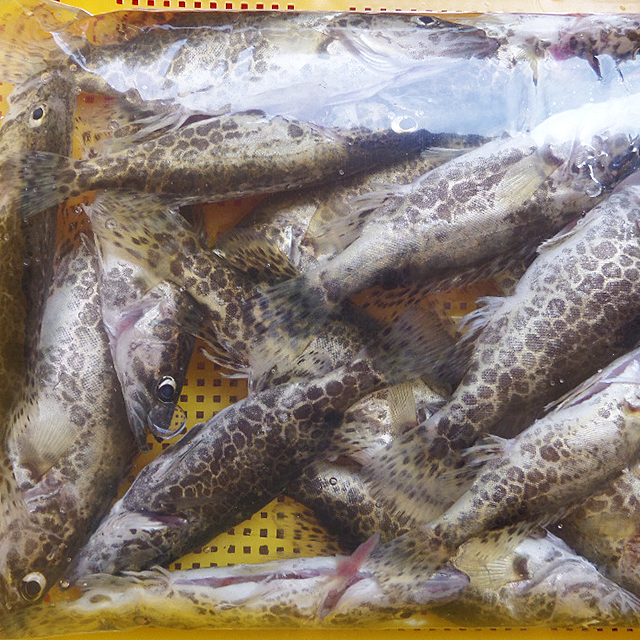 인제몰,[소양강민물고기] 자연산 민물고기 쏘가리 1kg (내장제거)