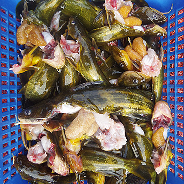 인제몰,[소양강민물고기] 자연산 민물고기 빠가사리 1kg (내장제거)