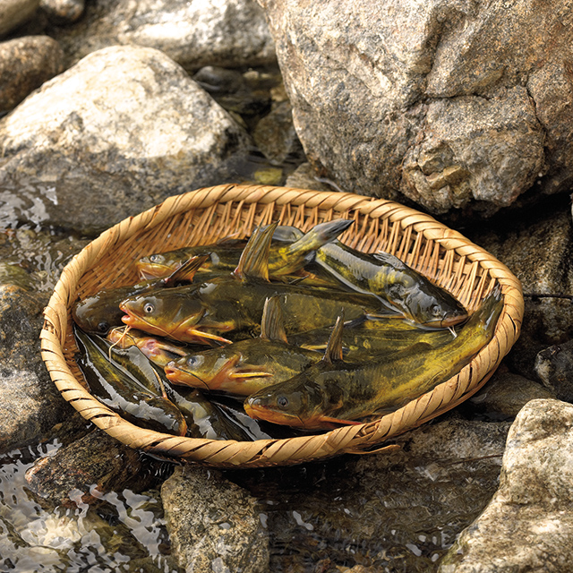 인제몰,[소양강민물고기] 자연산 민물고기 빠가사리 1kg (내장제거)