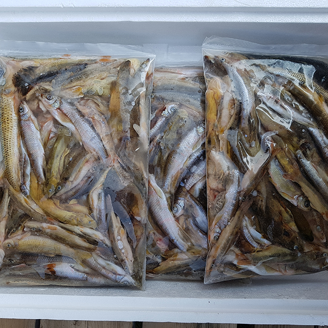 인제몰,[소양강민물고기] 자연산 민물고기 잡고기 1kg (내장제거)